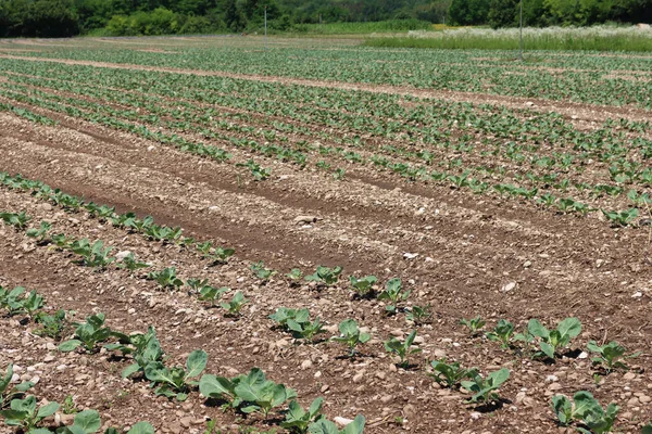 Grünkohlanbau Mit Tropfbewässerungssystem Kohl Einer Reihe Auf Dem Feld Einem — Stockfoto