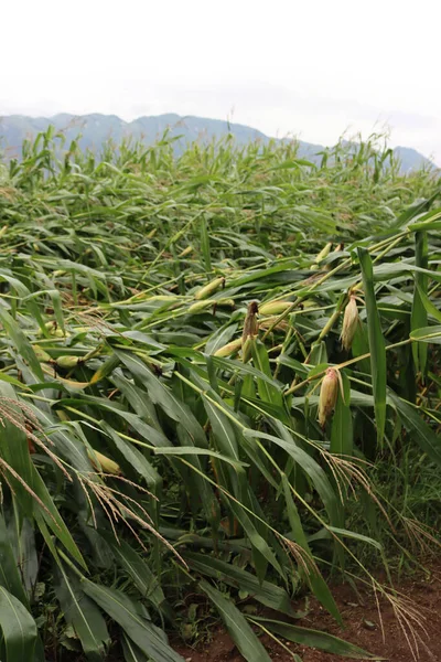 Green Corn Field Damaged Bad Weather Summer Wind Corn Field — Foto Stock