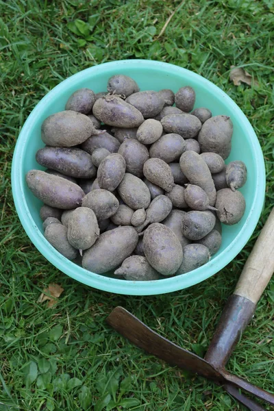 Freshly Dug Purple Skinned Vitelotte Potatoes Harvested Green Meadow — стоковое фото