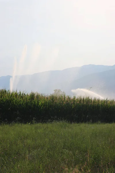 Agricultural irrigation system watering green corn field on sunny summer day in the northern italian countryside with mountains background