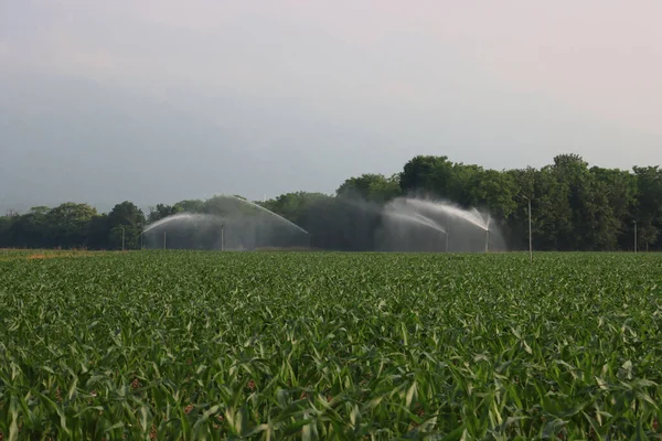 Agricultural Irrigation System Watering Green Corn Field Sunny Summer Day — Φωτογραφία Αρχείου