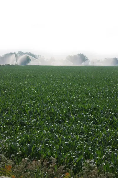 Agricultural Irrigation System Watering Green Corn Field Sunny Summer Day — 스톡 사진