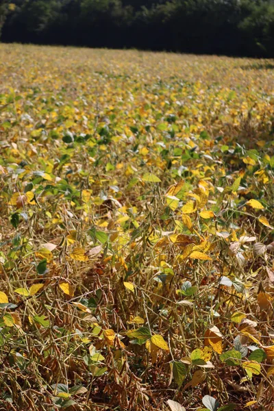 Glycine max agricultural landscape. Yellow and green soybean field on a sunny day