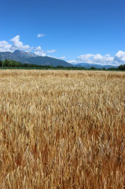 Güneşli bir günde tarlada altın buğday bitkileri. Buğday tarlası yazın mavi gökyüzüne karşı hasat etmeye hazır