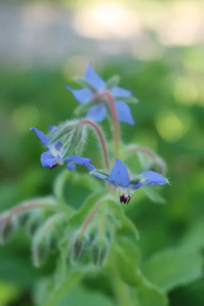 Close Borage Blue Flowers Borago Officinalis Garden — ストック写真