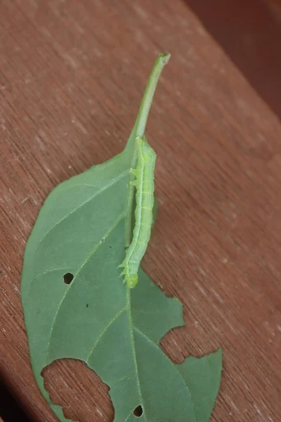 Little green caterpillar eating a green leaf. Geometridae family