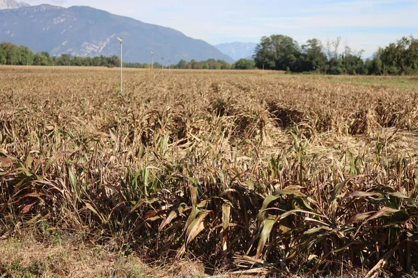 Harvested Sorghum Millet Plants Field Sorghum Agricultural Cultivation Northern Italy — ストック写真