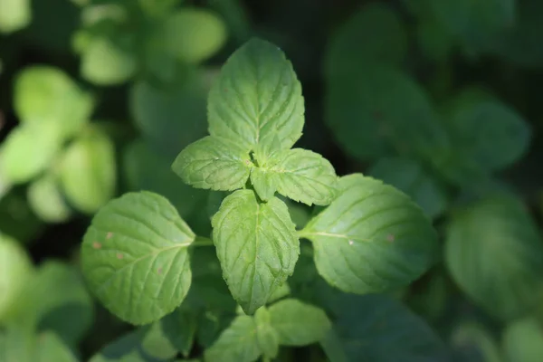 Sprig Mint Plant Growing Garden Mentha Rotundifolia Summer — Stock Fotó