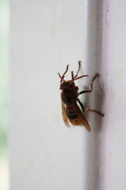 Hornet wasp on a white wall on summer.Vespa crabro insect 