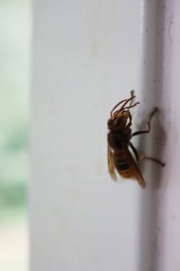 Hornet wasp on a white wall on summer.Vespa crabro insect 