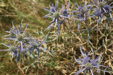 Sea holly blue thistle flowers. Eryngium amethystinum in bloom