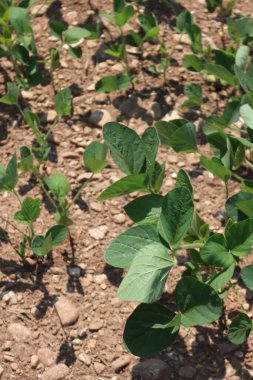 Soybean field  damaged by drought on summer. Climate Change and Global Warming on agricultural field in northern Italy