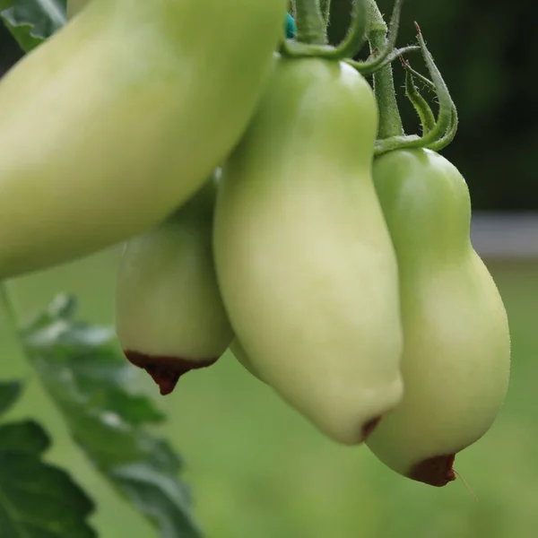 Close-up of Apical rot disease on unripe green long tomatoes on plant on summer in the vegetable garden. Tomatoes disease