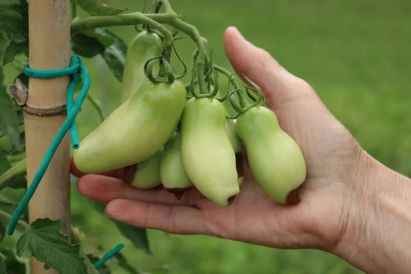 Female hands holding unripe tomatoes with Apical rot disease on plant in the vegetable garden. Tomatoes disease