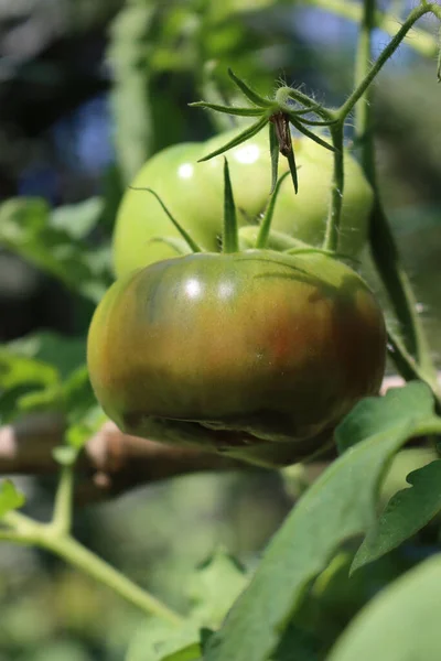 Close-up of Apical rot disease on unripe green tomatoes on plant on summer in the vegetable garden. Tomatoes disease