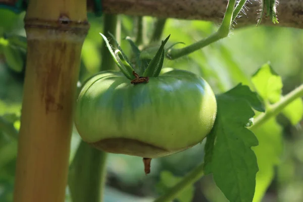 Close-up of Apical rot disease on unripe green tomatoes on plant on summer in the vegetable garden. Tomatoes disease