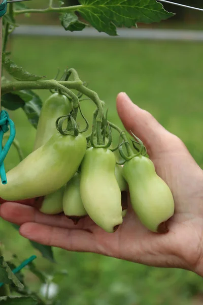 Female hands holding unripe tomatoes with Apical rot disease on plant in the vegetable garden. Tomatoes disease