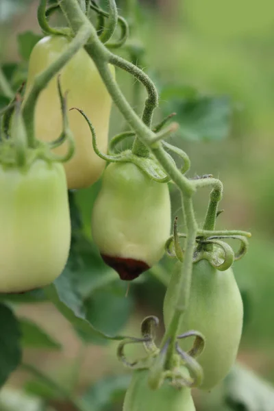 Close-up of Apical rot disease on unripe green long tomatoes on plant on summer in the vegetable garden. Tomatoes disease