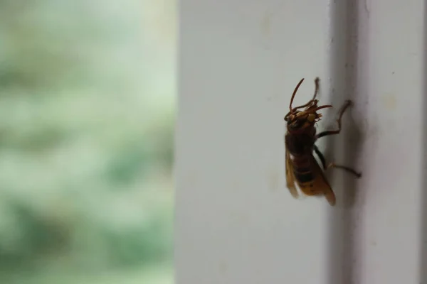 Hornet Wasp White Wall Summer Vespa Crabro Insect — Fotografia de Stock