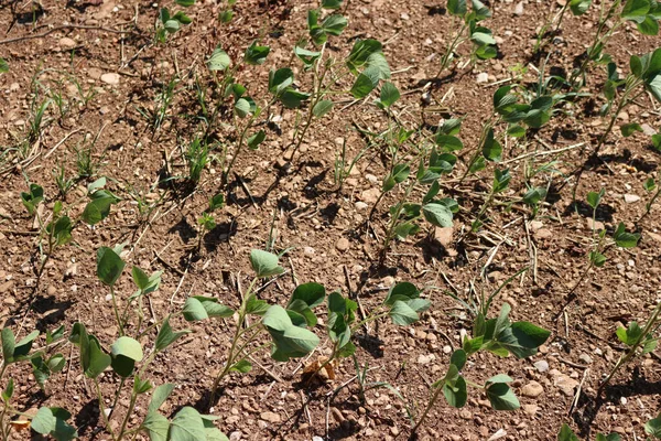 Soybean Field Damaged Drought Summer Climate Change Global Warming Agricultural —  Fotos de Stock