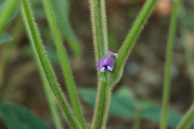 Soybean plant in bloom in the field. Pink and lilac flowers of soybean plant on summer