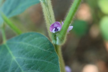 Soybean plant in bloom in the field. Pink and lilac flowers of soybean plant on summer