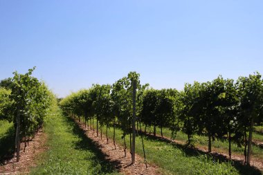 Vine plants growing in the vineyard in the northern Italy on a sunny day. Vitis vinifera cultivation against blue sky