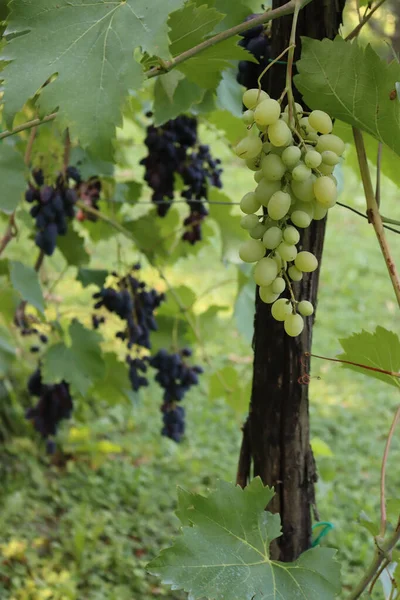 Close Ripe Sweet Green Grape Black Grape Plants Vineyard — Fotografia de Stock