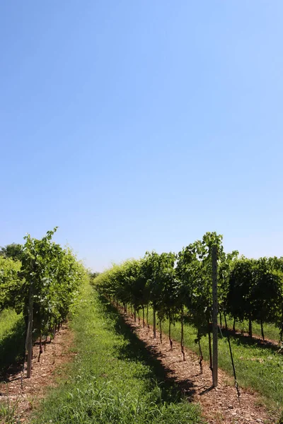 Vine Plants Growing Vineyard Northern Italy Sunny Day Vitis Vinifera — Stock Photo, Image