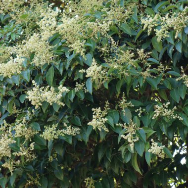 Ligustrum lucidum tree with many white flowers. Wax-leaf privet tree in bloom
