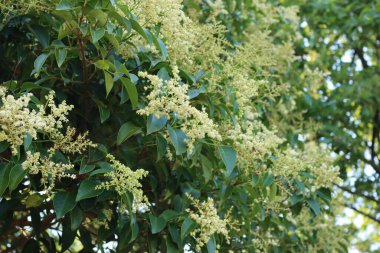 Ligustrum lucidum tree with many white flowers. Wax-leaf privet tree in bloom