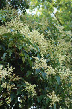 Ligustrum lucidum tree with many white flowers. Wax-leaf privet tree in bloom