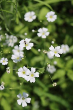 Small white Gypsophila flowers on plant in the garden on selective focus