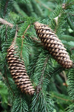 Close-up of brown Fir tree cones on tree on summer in the garden. Natural background