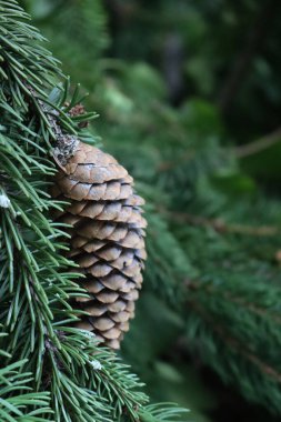 Close-up of brown Fir tree cones on tree on summer in the garden. Natural background