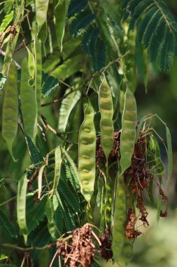 Close-up of Silk tree with green leaves and many seed pods on branches on summer. Albizia julibrissin