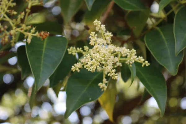 Close-up of Ligustrum lucidum tree with many white flowers. Wax-leaf privet tree in bloom