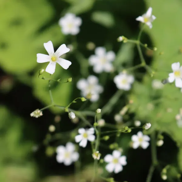 Small White Gypsophila Flowers Plant Garden Selective Focus — Foto Stock