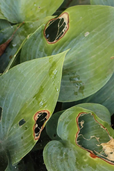 Close Hosta Plant Damaged Slugs Insects Flowerbed Summer — 스톡 사진