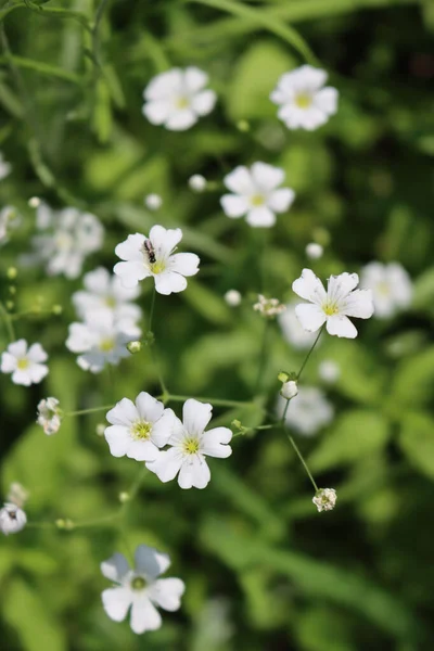 Small White Gypsophila Flowers Plant Garden Selective Focus — Foto Stock