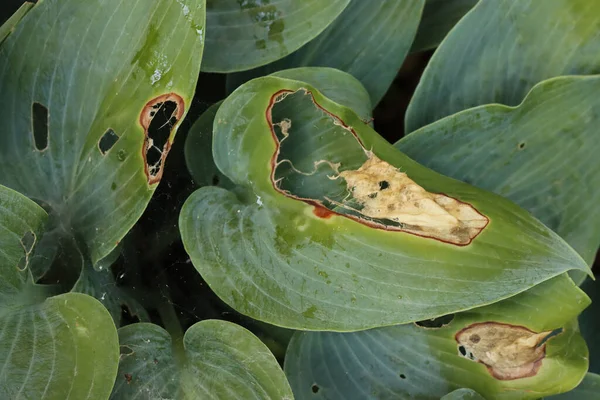 Close Hosta Plant Damaged Slugs Insects Flowerbed Summer — 스톡 사진