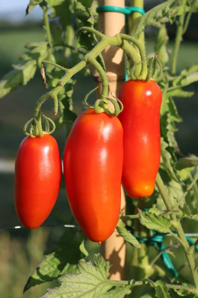 Long Ripe Red Tomatoes Growing Plant Vegetable Garden Sunny Day — Zdjęcie stockowe