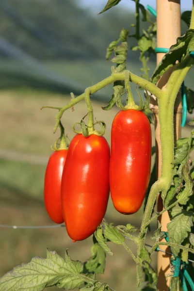 Long Ripe Red Tomatoes Growing Plant Vegetable Garden Sunny Day — Stok fotoğraf