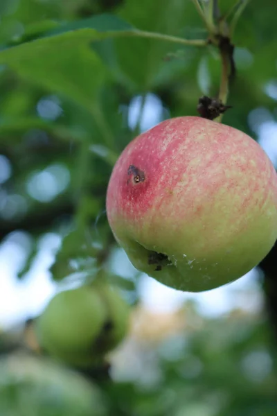 Red Green Florina Apple Worm Hole Orchard Damaged Apple Also — Fotografia de Stock