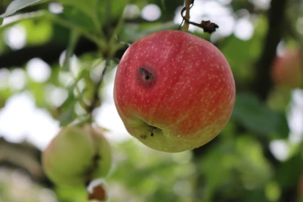 Red Green Florina Apple Worm Hole Orchard Damaged Apple Also — Fotografia de Stock