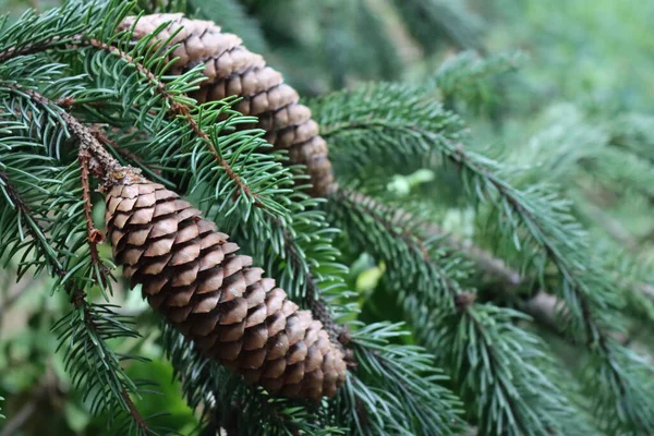 Close Brown Fir Tree Cones Tree Summer Garden Natural Background — Fotografia de Stock