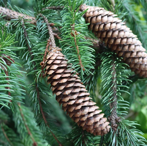 Close Brown Fir Tree Cones Tree Summer Garden Natural Background — Fotografia de Stock