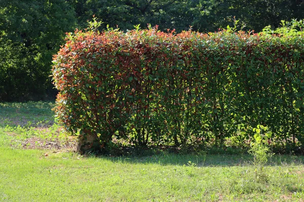 Red Robin Photinia Hedge Sunlight Photinia Fraseri Garden — Photo