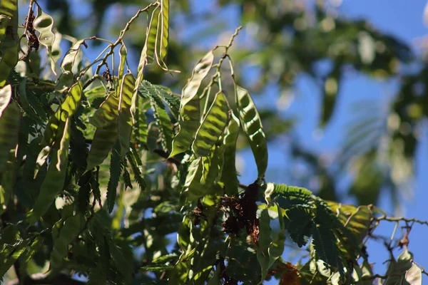 Close Silk Tree Green Leaves Many Seed Pods Branches Summer — Fotografia de Stock