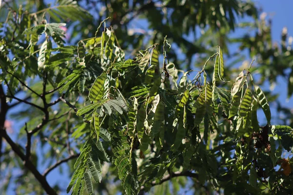 Silk Tree Green Leaves Many Seed Pods Branches Summer Albizia — Fotografia de Stock